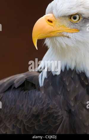 Portrait of a Bald Eagle (Haliaeetus leucocephalus) Stock Photo