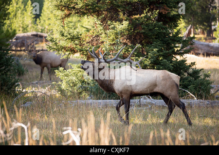 Bull elk (Cervus canadensis) in rut in Yellowstone National Park, Wyoming, United States. Stock Photo