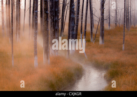 Dead trees at sunrise with fog and  smoke from nearby forest fires. Stock Photo