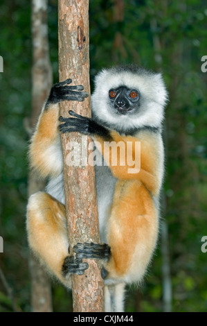 Diademed Sifaka  (Propithecus diadema) Andasibe-Mantadia National Park Madagascar August 2006 Captive Stock Photo