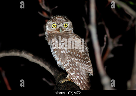 Little Owl Or Spotted Owlet Stock Photo