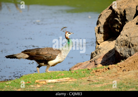 Female Peafowl Stock Photo