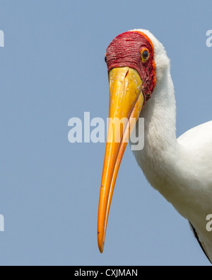 Close-up, with empty blue sky to left of subject, of an adult yellow-billed stork (Mycteria ibis), Okavango delta, Botswana. Stock Photo