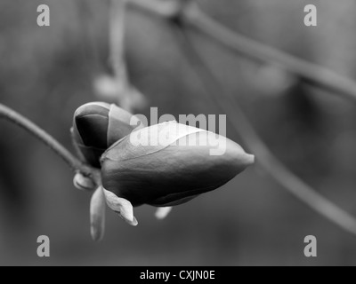 Buds of an Saucer magnolia tree (Magnolia x soulangiana, Magnoliaceae), ready to bloom Stock Photo