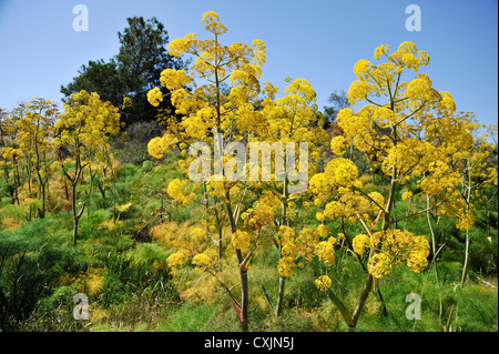 Giant Tangier Fennel Ferula Tingitana growing wild by the roadside in southern Cyprus Stock Photo