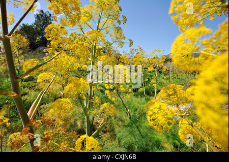 Giant Tangier Fennel Ferula Tingitana growing wild by the roadside in southern Cyprus Stock Photo