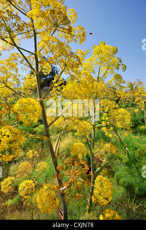 Giant Tangier Fennel Ferula Tingitana growing wild by the roadside in southern Cyprus Stock Photo