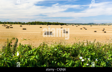 Dramatic blue sky and clouds over harvested corn in Cotswolds in England Stock Photo