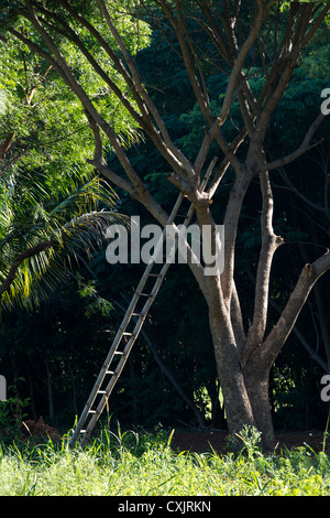 Indian Bamboo ladder leaning against a tree in the indian countryside. Andhra Pradesh. India Stock Photo