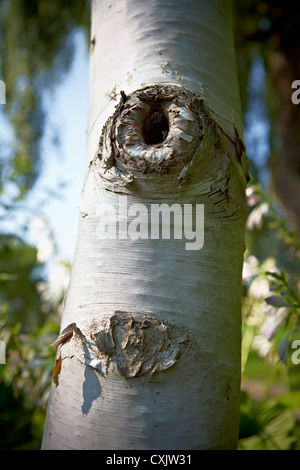 Knothole in Birch Tree, Toronto Botanical Garden, Toronto, Ontario, Canada Stock Photo