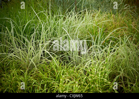 Ribbon Grass surrounded by Mixed Tall Grasses, Toronto Botanical Garden, Toronto. Ontario, Canada Stock Photo