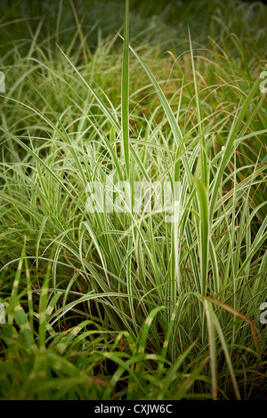 Ribbon Grass, Toronto Botanical Garden, Toronto, Ontario, Canada Stock Photo