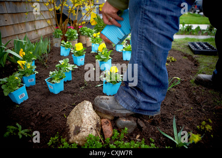 Gardener Planting Pansies in Garden, Toronto, Ontario, Canada Stock Photo