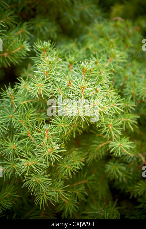 Close-up of Spruce Tree, Toronto Botanical Garden, Toronto, Ontario, Canada Stock Photo