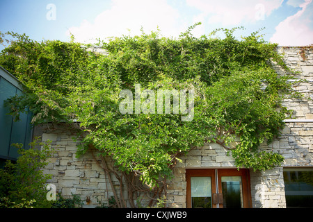 Wisteria on Stone Wall, Toronto Botanical Garden, Toronto, Ontario, Canada Stock Photo