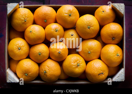 Box of Clementines Stock Photo