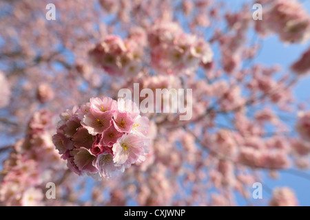 Cherry Blossoms in Spring, Franconia, Bavaria, Germany Stock Photo