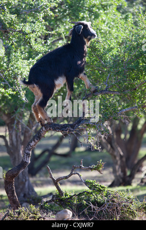 Goats climbing Argan Trees in Morocco Stock Photo