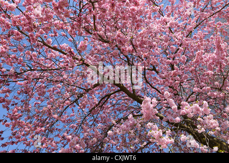 Cherry Blossoms in Spring, Franconia, Bavaria, Germany