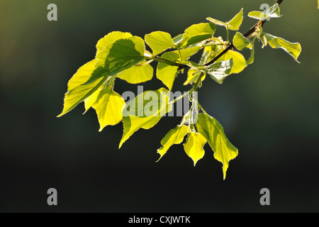 Lime Tree Leaves in Spring, Wertheim, Baden-Wurttemberg, Germany Stock Photo