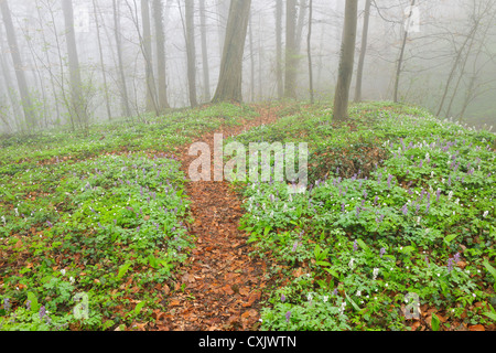 Path through Misty Forest in Early Spring, Triefenstein, Franconia, Bavaria, Germany Stock Photo