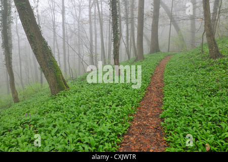 Path through Misty Forest in Early Spring, Triefenstein, Franconia, Bavaria, Germany Stock Photo