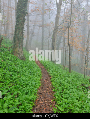 Path through Misty Forest in Early Spring, Triefenstein, Franconia, Bavaria, Germany Stock Photo