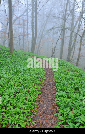 Path through Misty Forest in Early Spring, Triefenstein, Franconia, Bavaria, Germany Stock Photo