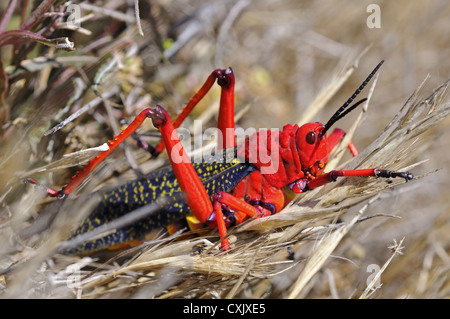 Common milkweed locust, South Africa Stock Photo