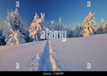 Snow Covered Winter Landscape with Footprints in Snow, Schneeekopf, Gehlberg, Thuringia, Germany Stock Photo