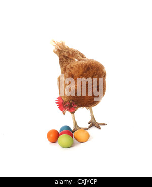 chicken with easter eggs Stock Photo