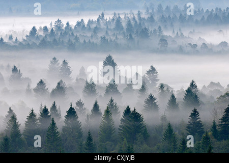 Morning Mist, Isar Valley, Bad Tolz-Wolfratshausen, Upper Bavaria, Bavaria, Germany Stock Photo