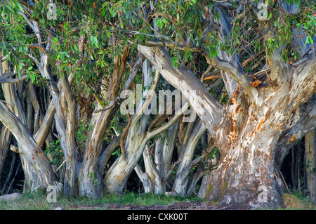 Colourful Snow Gums in Australia's High Country. Stock Photo