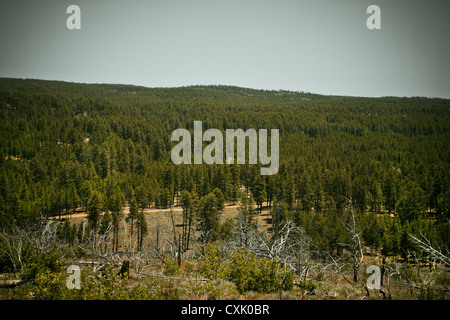 Kaibab National Forest, Arizona, USA Stock Photo