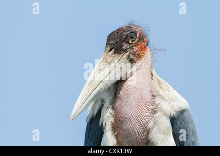 Extreme close-up of a marabou stork (Leptoptilos crumenifer) against plain bright blue sky, Okavango delta, Botswana Stock Photo