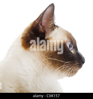 Siamese cat Stock Photo