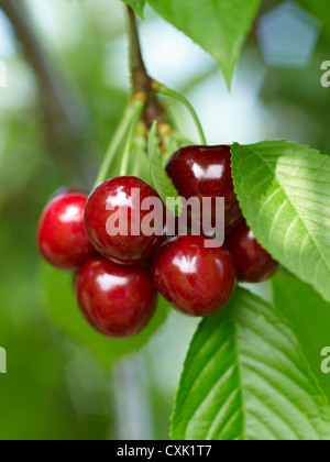 Sweet Cherries, Beamsville, Niagara Region, Ontario, Canada Stock Photo