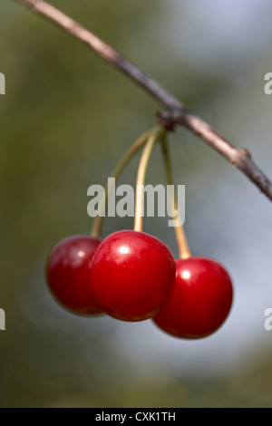 Sour Cherries, Beamsville, Niagara Region, Ontario, Canada Stock Photo