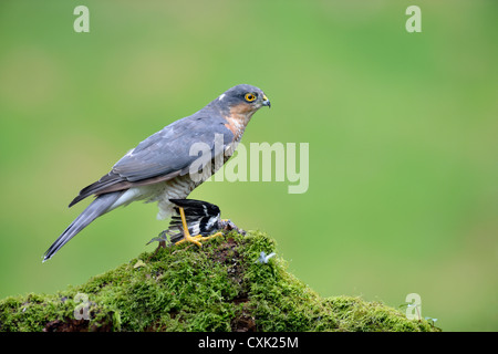 Sparrowhawk (Accipiter nisus) in the wild Stock Photo