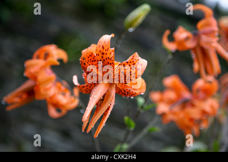 Orange spotted double Tiger Lily, Lilium lancifolium (tigrinum) 'Flore Pleno' Stock Photo