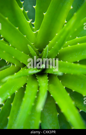 Close-up of Aloe Plant, Atlantic Forest, Ilha do Mel, Parana, Brazil Stock Photo