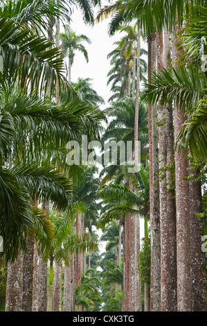 Palm Trees, Botanical Gardens, Rio de Janeiro, Brazil Stock Photo