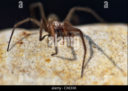 Large angles spider sitting on a rock