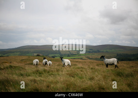 Five Suffolk sheep wandering on Dartmoor, UK Stock Photo