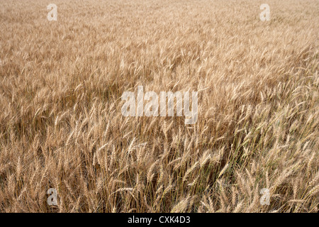 Close-up of Wheat Field, Alberta, Canada Stock Photo