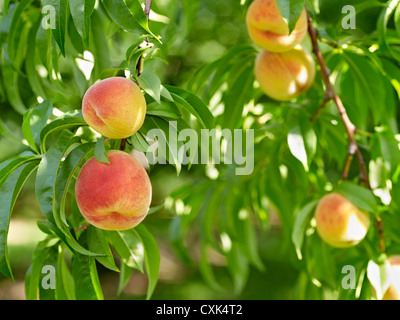 Peaches on Tree Branches, Hipple Farms, Beamsville, Ontario, Canada Stock Photo