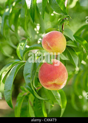 Peaches on Tree Branches, Hipple Farms, Beamsville, Ontario, Canada Stock Photo