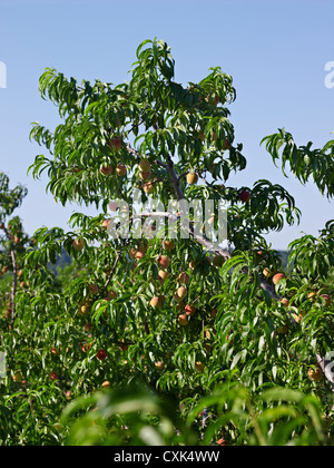 Peaches Trees in Orchard, Hipple Farms, Beamsville, Ontario, Canada Stock Photo