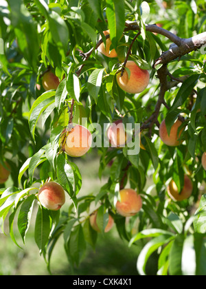 Peaches on Tree Branches, Hipple Farms, Beamsville, Ontario, Canada Stock Photo