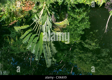 Travelers Palm tree and Indian bush plants reflecting in a tropical pond in the Indian countryside. India Stock Photo